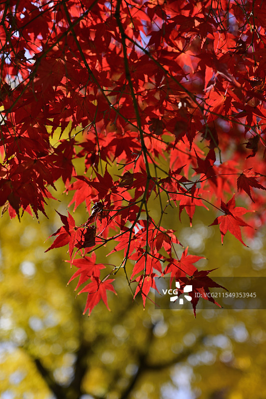 树上枫叶的特写镜头图片素材