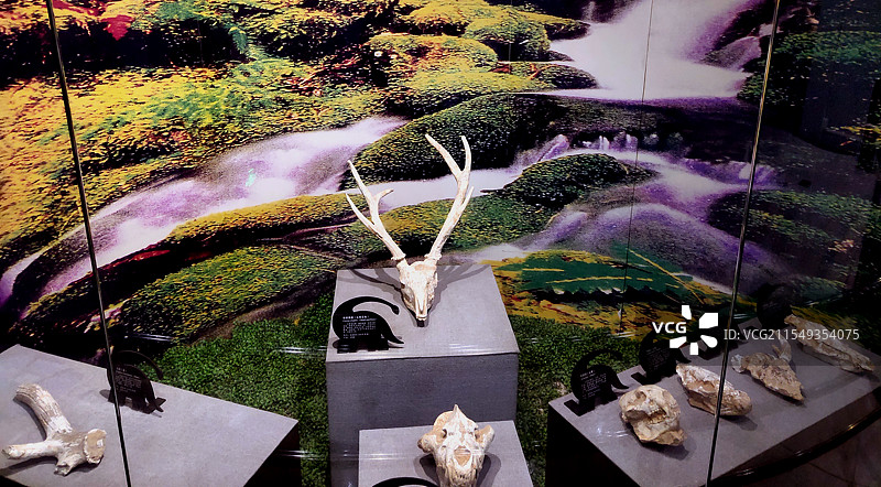 2025 年2月广州博物馆自然科学馆风情图片素材