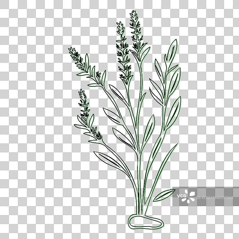 薰衣草植物及花朵的线条艺术图片素材