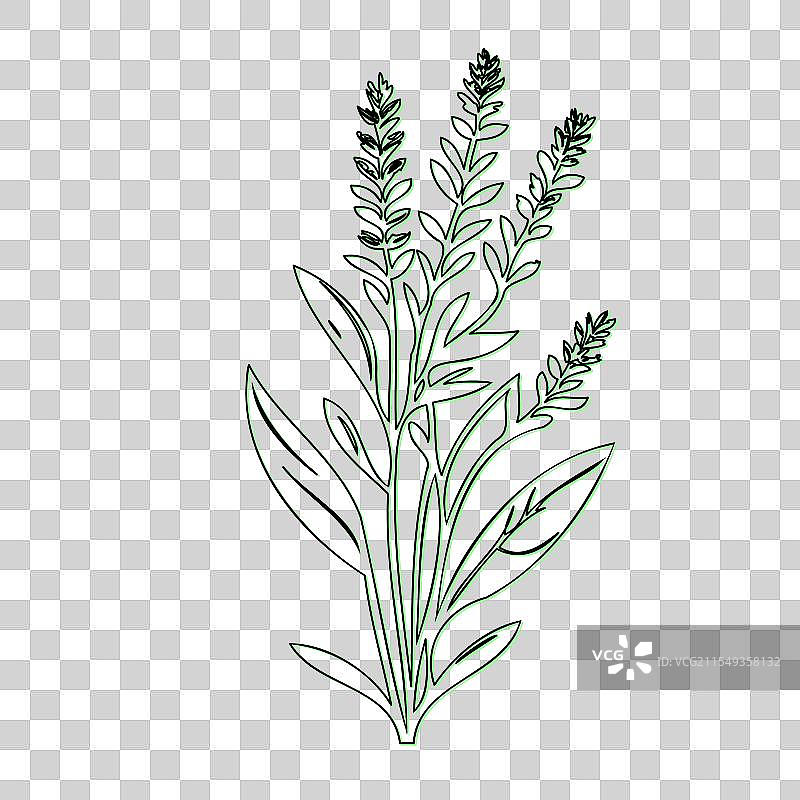 带有绿色点缀的薰衣草植物线条画图片素材