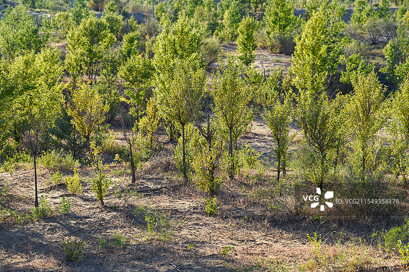 沙漠绿洲树苗森林风光荒漠化治理图片素材