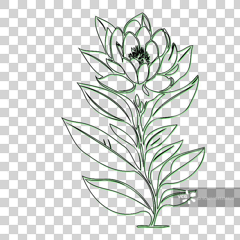 描绘一种南非王花的线条艺术图片素材