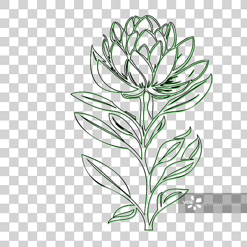 单朵普罗提亚花的线条艺术图片素材