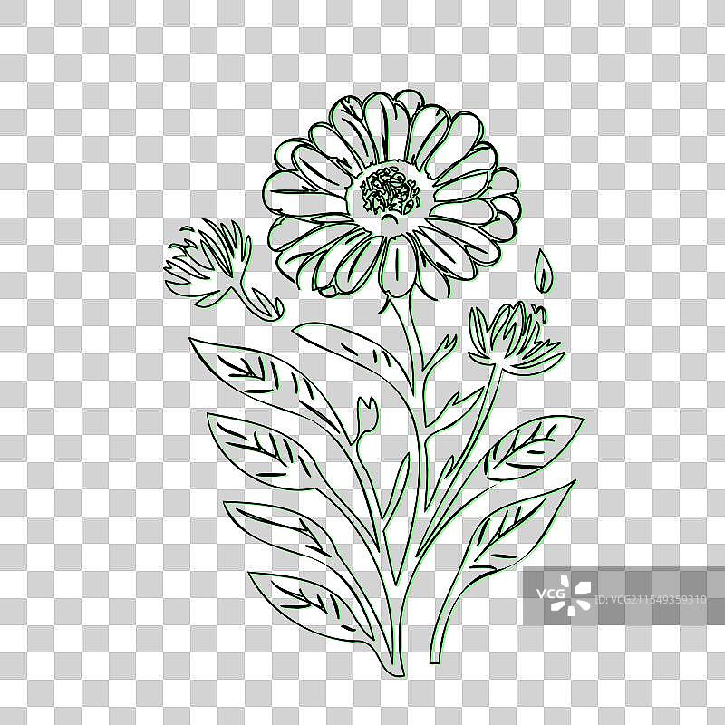手绘的金盏花轮廓图图片素材