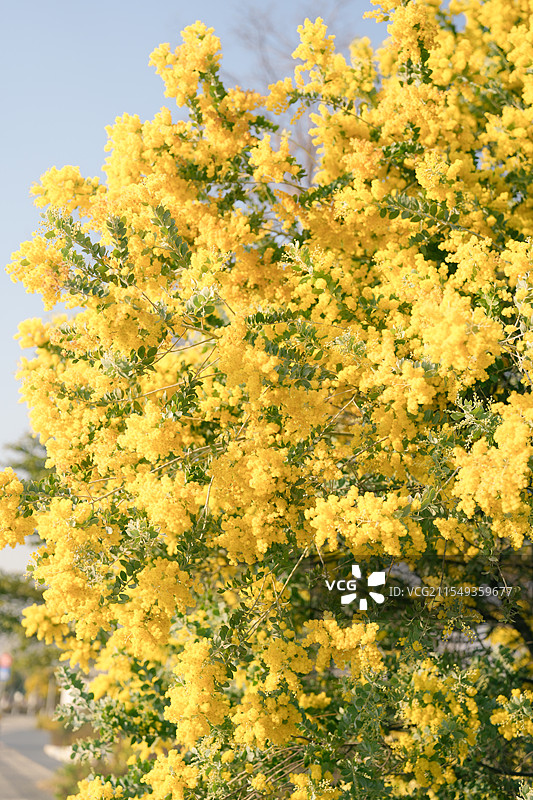 广州南沙合金欢花开图片素材