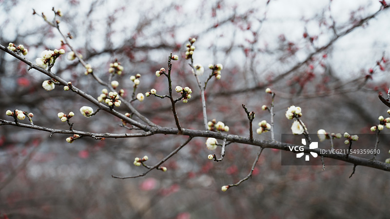 梅边吹笛，唤起玉人图片素材