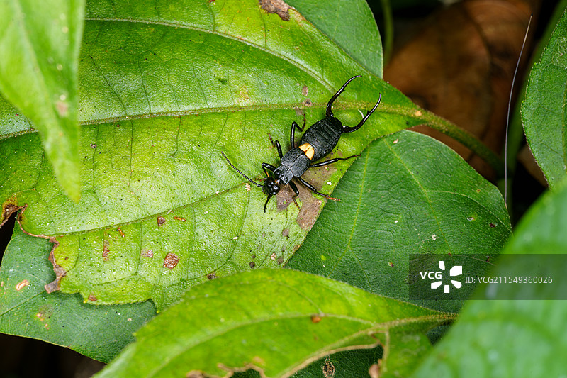 绿叶上的黑色蠼螋图片素材