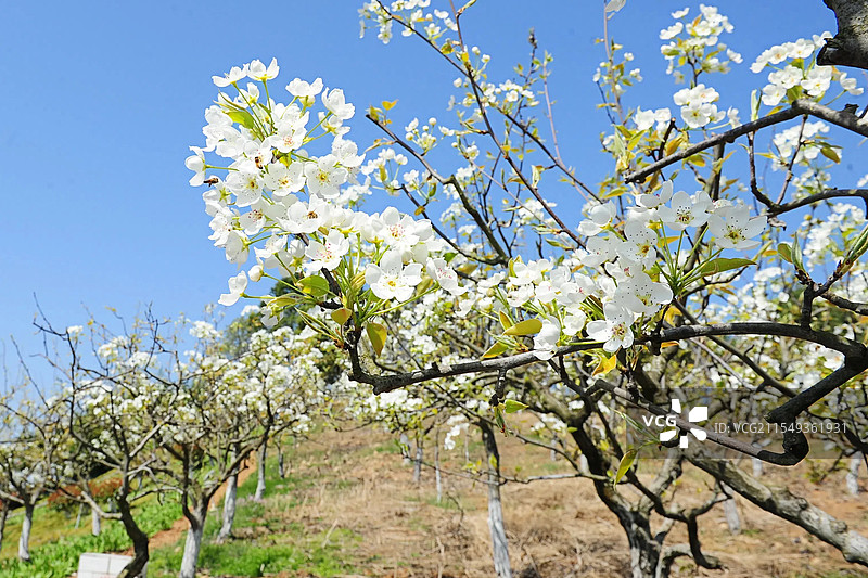 汉中梨园景区梨花盛开图片素材