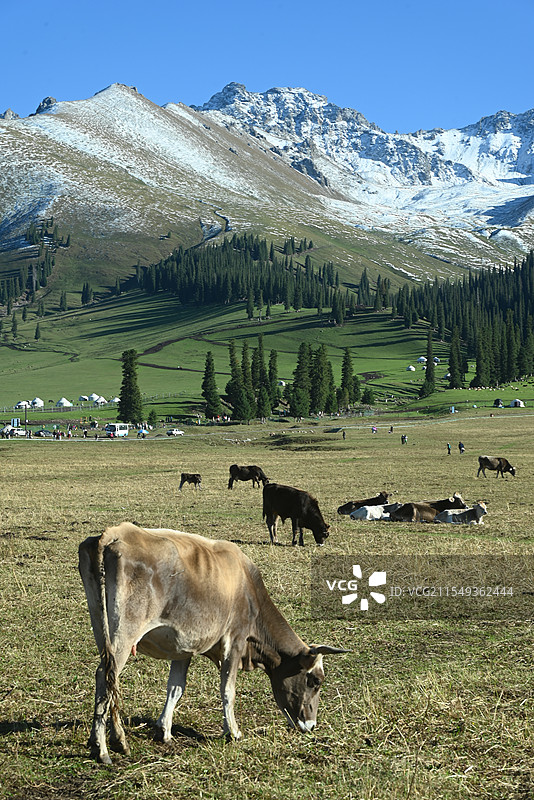 那拉提草原图片素材