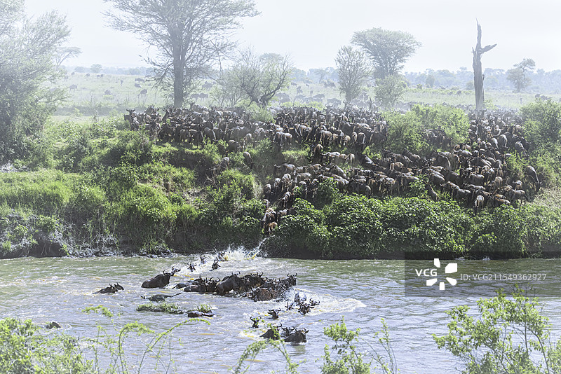 角马过河（7）塞伦盖蒂大草原图片素材