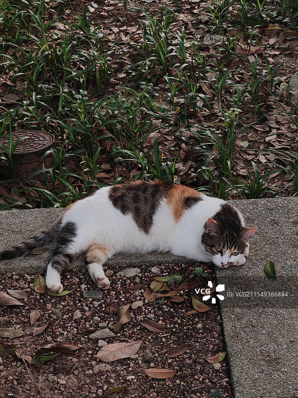 躺在地上的三花猫图片素材