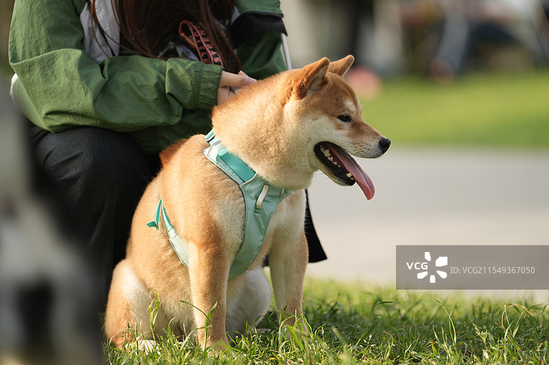 赤色柴犬图片素材