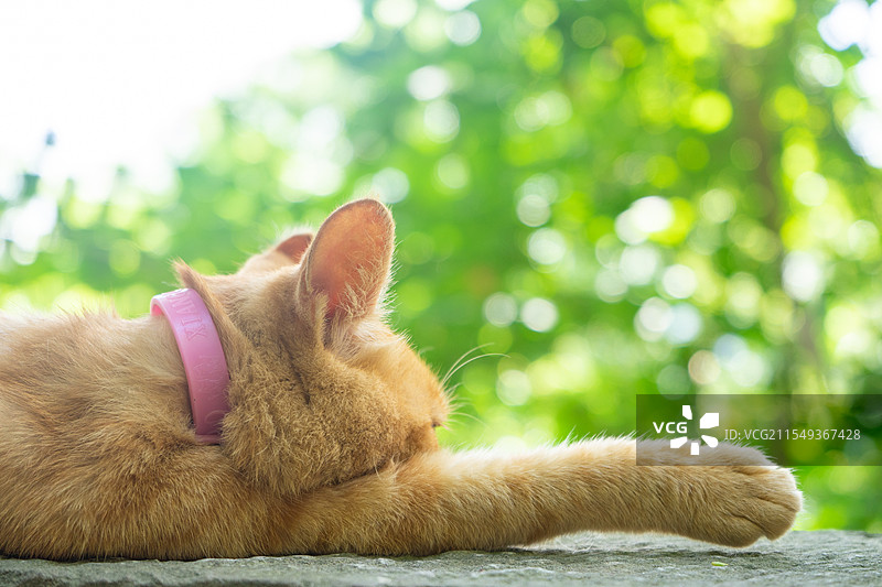 猫坐在绿叶阳光下的特写镜头图片素材