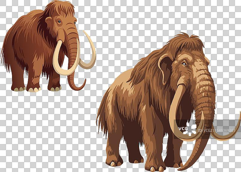 两头猛犸象站在白色背景上图片素材