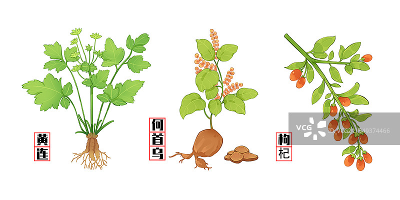 药材植物合集插画图片素材