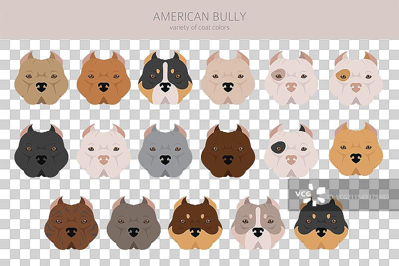 各种颜色的美国斗牛犬剪贴画，展示不同的毛色图片素材