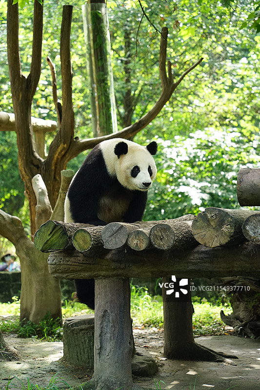 都江堰中华大熊猫苑图片素材