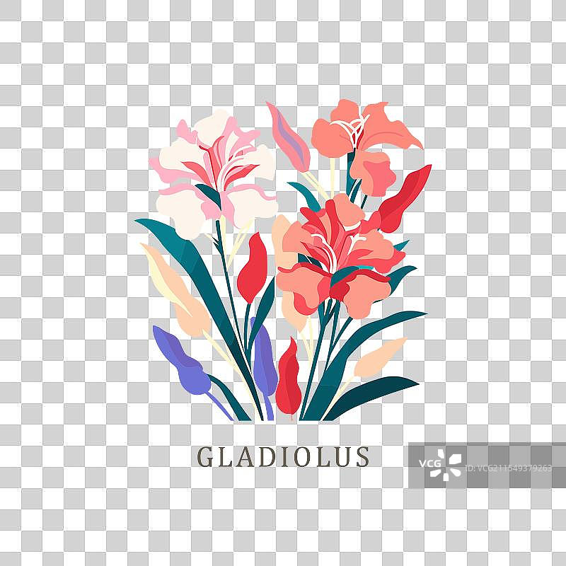 剑兰，八月的出生花。图片素材