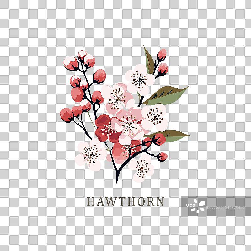 山楂花可能是出生月份的花朵图片素材