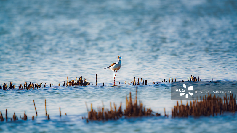 黄河湿地长脚鹬图片素材