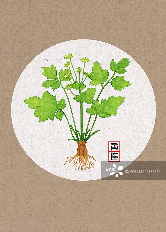 药材植物黄连插画图片素材