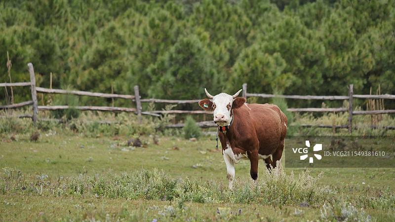 云南丽江玉湖村山间牧场小牛图片素材