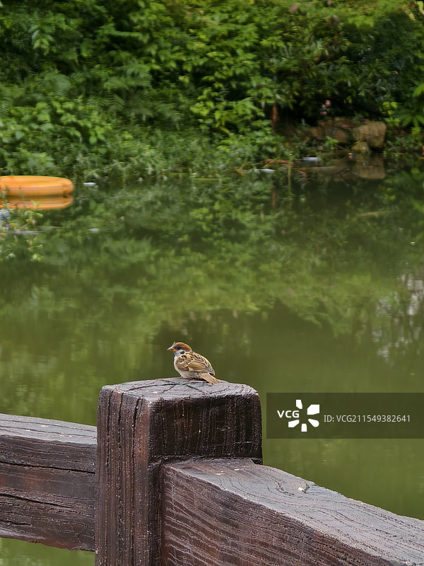 栏杆上的麻雀图片素材