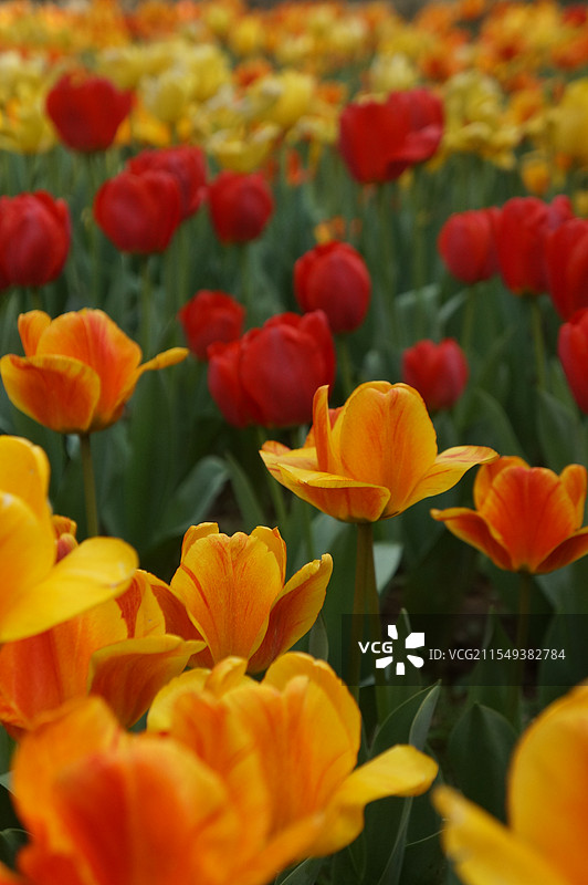 武汉植物园郁金香图片素材