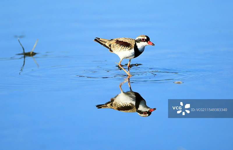 水平如镜   黑额鸻图片素材