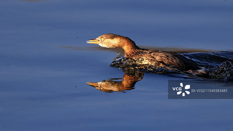 小鷿鷈抓鱼图片素材
