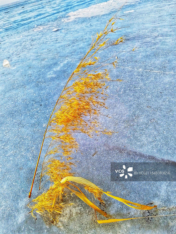 冰上芦苇图片素材