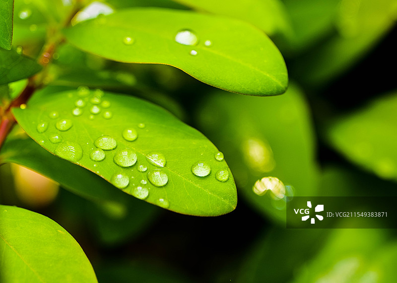 沾满了水珠的绿叶图片素材