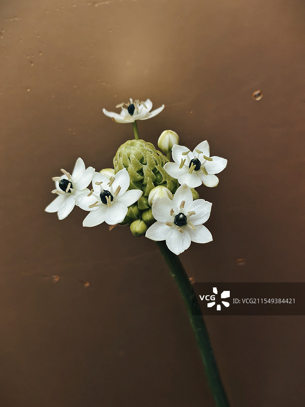 大天鹅绒花头特写图片素材