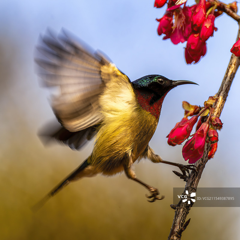 樱花树上展翅的雄性叉尾太阳鸟图片素材