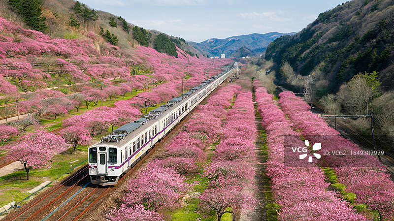 春日列车穿行花海图片素材