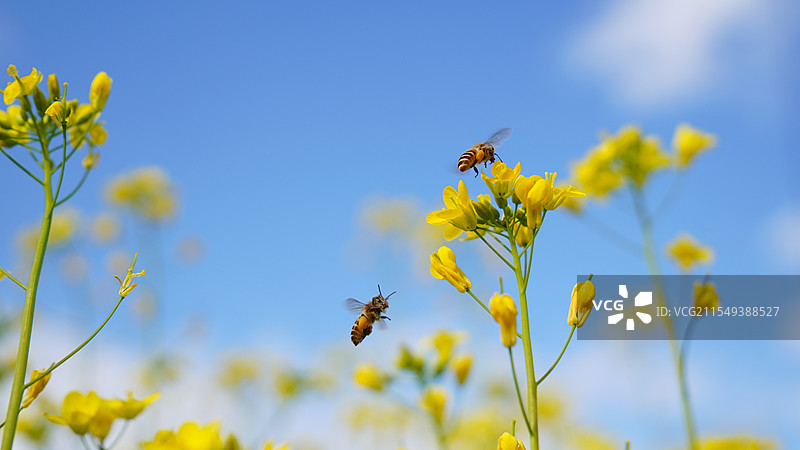 侨乡村的油菜花，勤劳的小蜜蜂图片素材