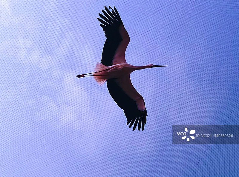 《展翅翱翔》拍摄于合肥野生动物园。图片素材