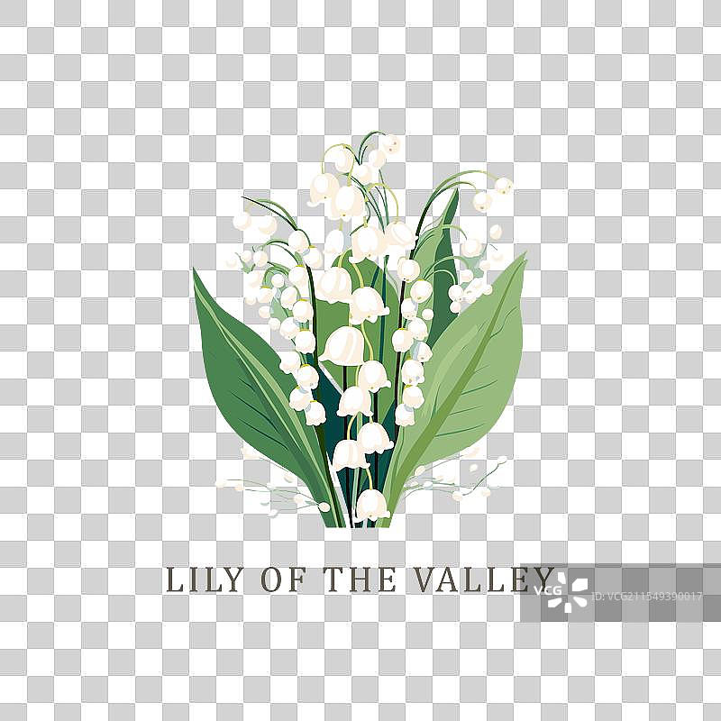 铃兰或康瓦利亚（Convallaria majalis）图片素材