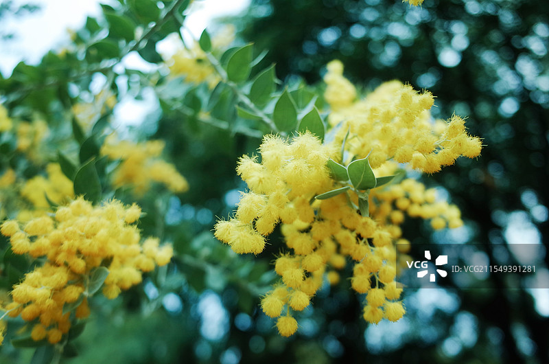 春天盛开的金合欢花图片素材