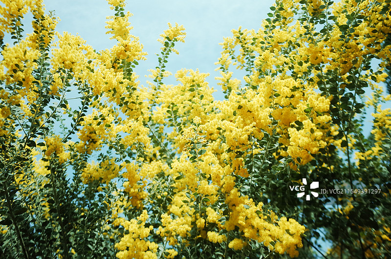 春天盛开的金合欢花图片素材