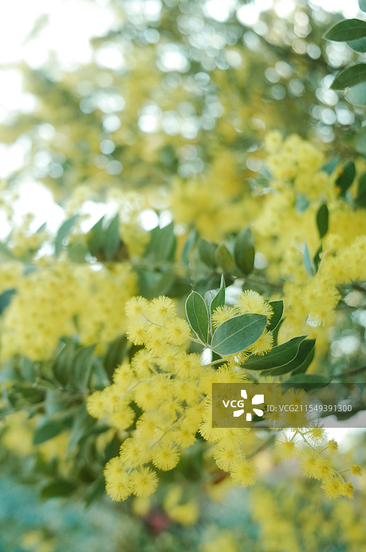 春天盛开的金合欢花图片素材