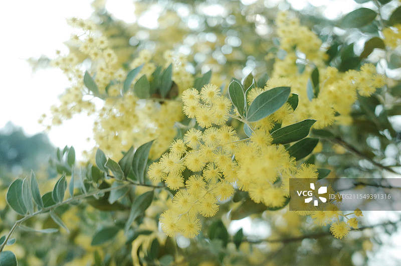 春天盛开的金合欢花图片素材