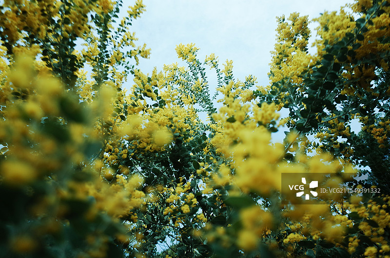 春天盛开的金合欢花图片素材