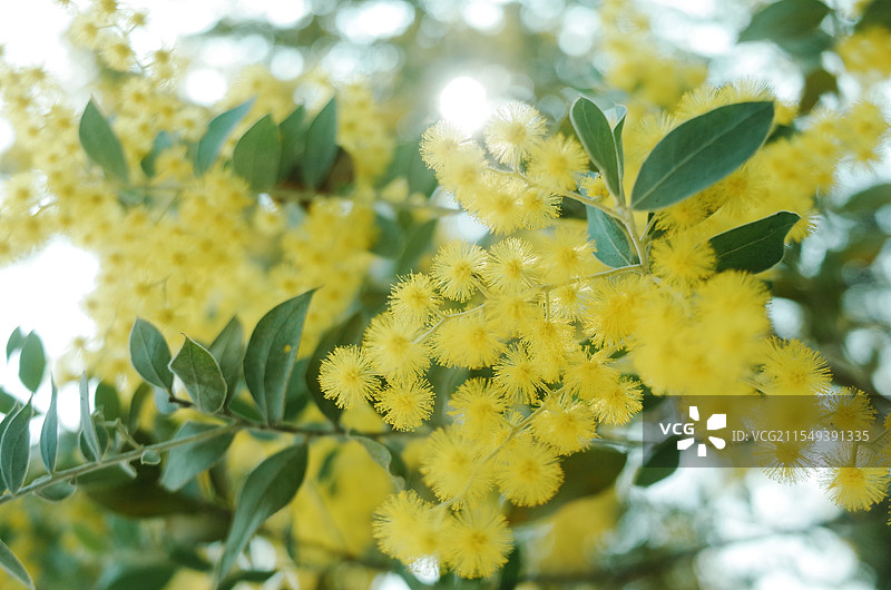 春天盛开的金合欢花图片素材