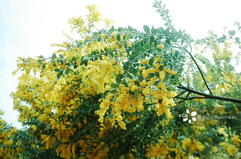 春天盛开的金合欢花图片素材