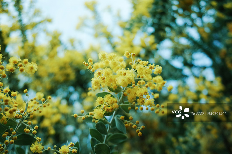 春天盛开的金合欢花图片素材