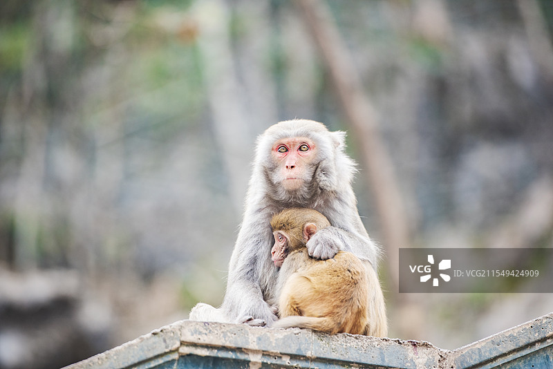 广西河池凤山县巴腊猴山的短尾猴图片素材