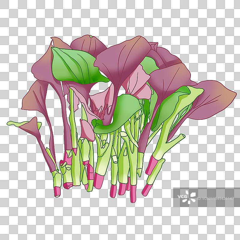 蔬菜鱼腥草图片素材