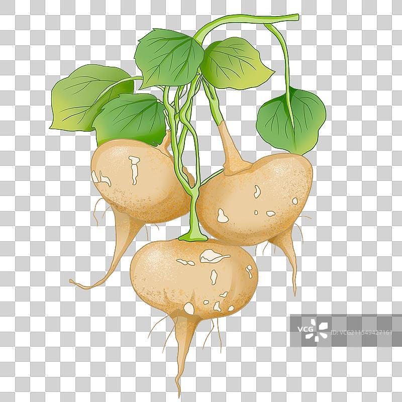 蔬菜沙葛图片素材