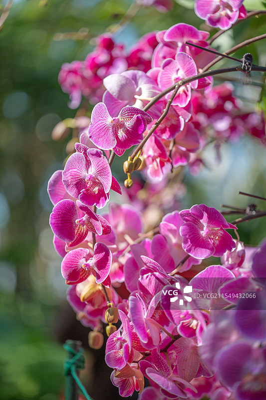 上海松江辰山植物园蝴蝶兰图片素材